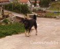/album/fotogaleria-de-lobo/foto-05-01-13-09-57-22-jpg2/